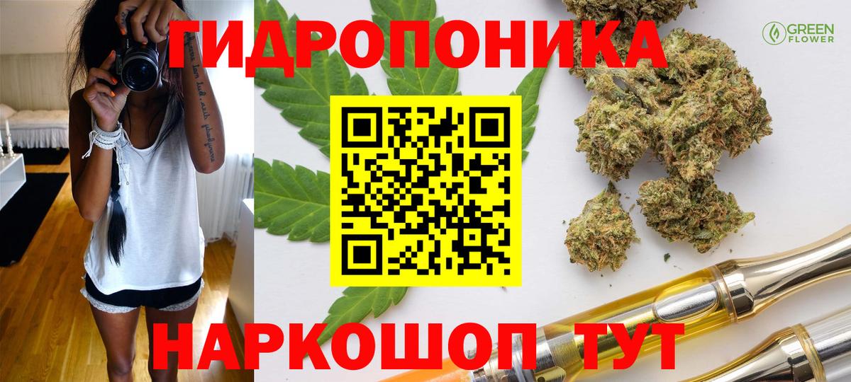 Канабис планчик  МАРИХУАНА Bruce Banner  Канабис план  Котлас  Каннабис сатива  Вход с VPN 